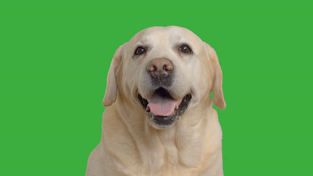 成年拉布拉多犬坐在绿色屏幕上视频下载