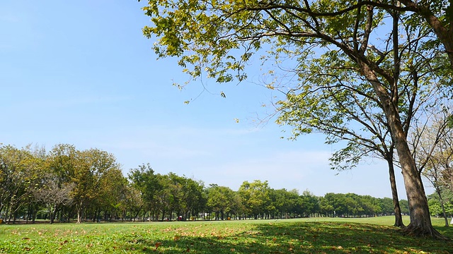 公园里的树木和落叶视频素材