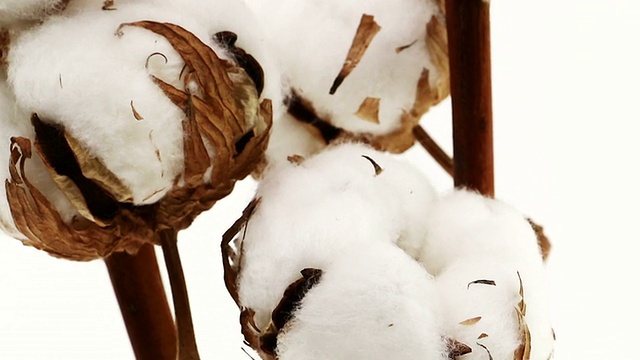 棉花种植视频素材