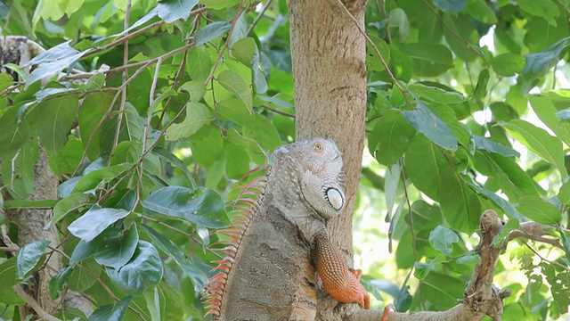 鬣蜥爬行动物爬树视频下载
