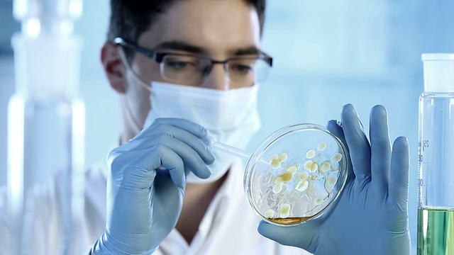 科学家用细菌培养皿检查视频素材