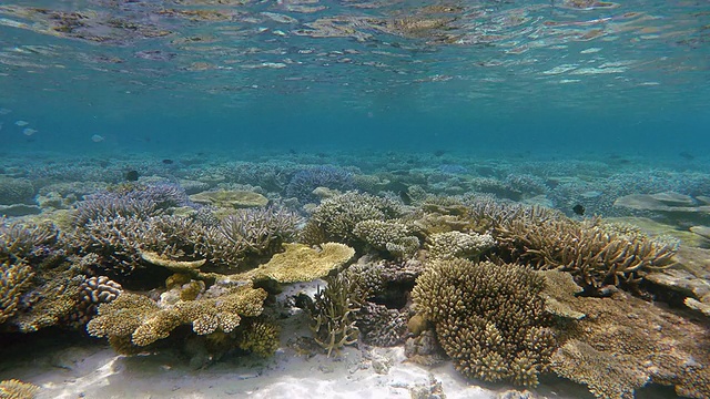 马尔代夫美丽的珊瑚礁视频素材