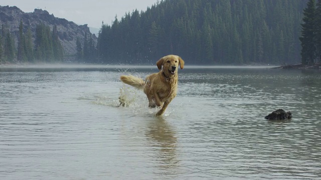金毛寻回犬在水里玩的慢镜头视频下载