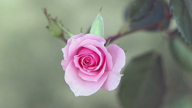 粉红色的玫瑰花视频素材
