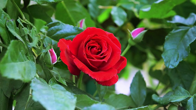 红玫瑰花朵视频素材