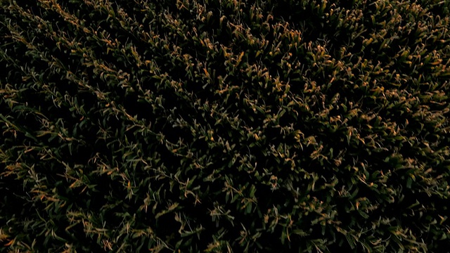 玉米田上空的天线视频素材