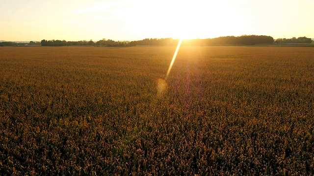阳光下的玉米田视频素材