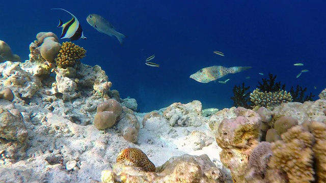 珊瑚礁上的al子宫文字-马尔代夫视频下载