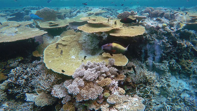 热带珊瑚花园视频素材