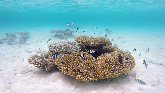 马尔代夫的一种珊瑚，有白尾白鹭的浅滩视频素材