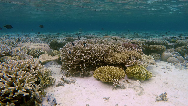 马尔代夫的热带珊瑚园视频素材