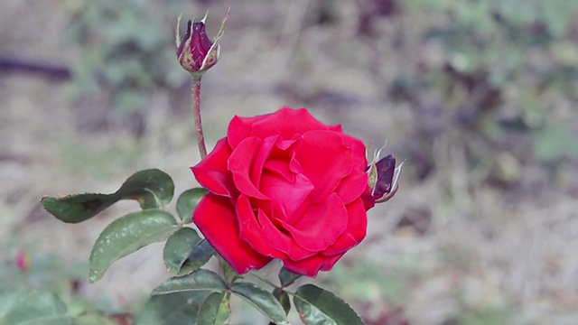 花园里的红玫瑰视频素材