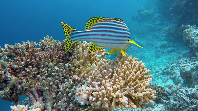 印度洋上的珊瑚礁视频素材
