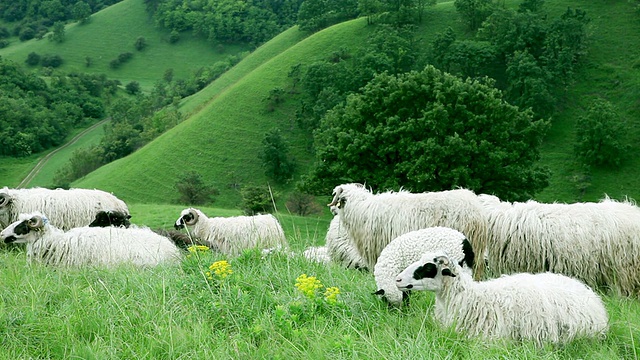 绵羊躺在田野上视频素材