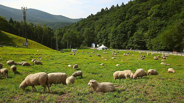 韩国江原道平昌大华里扬特牧场的WS羊群视频素材