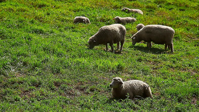 韩国江原道平昌Daegwallyeong Yangtte牧场的羊群视频素材