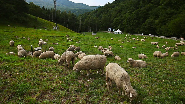 韩国江原道平昌大华里扬特牧场的WS羊群视频素材