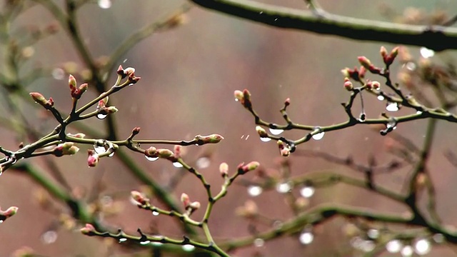 韩国首尔，春天，雨点落在木兰花蕾上视频素材