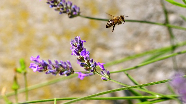 CU SLO MO:蜜蜂摘下薰衣草花，飞走/ Les Mureaux, Yvelines(78)，法国视频素材