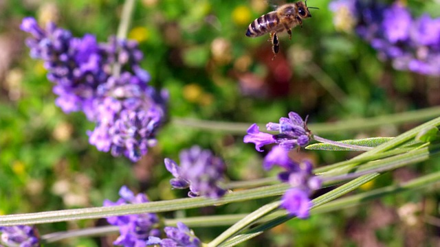 蜜蜂吸食薰衣草花蜜，起飞并飞走/ Les Mureaux, Yvelines(78)，法国视频素材