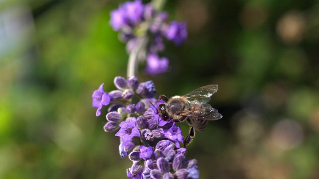 ECU SLO MO拍摄的一只蜜蜂正在吸食薰衣草花蜜，清洁眼睛和触角，在花上行走并摘下花蜜/ Les Mureaux, Yvelines(78)，法国视频素材