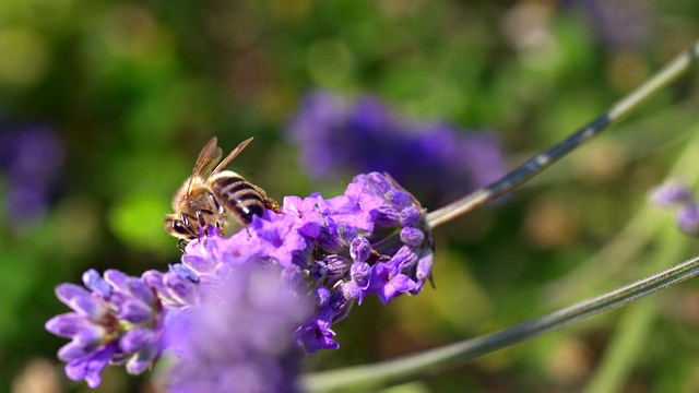 ECU SLO MO PAN拍摄的蜜蜂正在吸食薰衣草花蜜，并将舌头伸到外面/ Les Mureaux, Yvelines(78)，法国视频素材