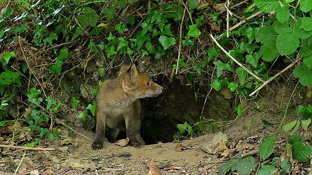 红狐(vulpes vulpes)幼崽站在Den入口/ Calvados，诺曼底，法国视频素材