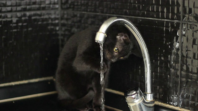 黑色的小猫视频下载
