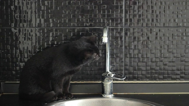 好奇的猫喝厨房水龙头里的水视频下载