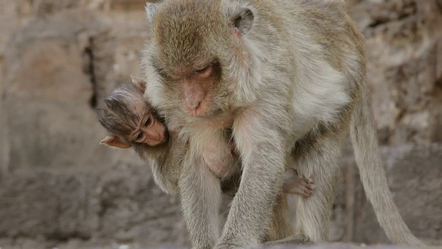 猴子和儿子走在庙里视频下载