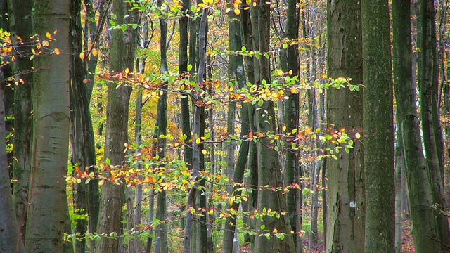 MS拍摄的秋天的林地/弗罗伊登堡，莱茵兰普法尔茨，德国视频素材