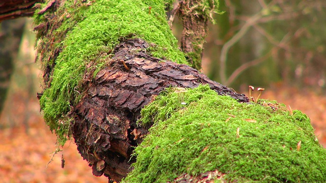 秋林地/德国莱茵兰-普法尔茨的弗罗伊登堡树干上的蘑菇视频素材