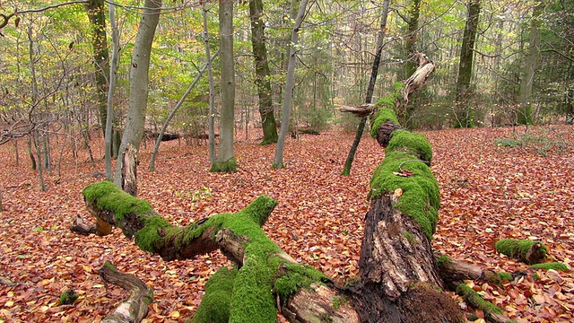 MS拍摄的秋天的林地/弗罗伊登堡，莱茵兰普法尔茨，德国视频素材