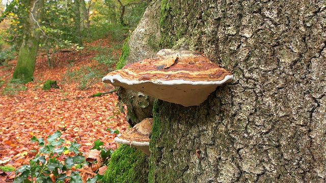 在德国莱茵兰-普法尔茨的弗罗伊登堡林区拍摄的树木上的真菌感染视频素材