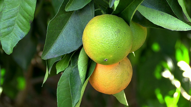 cushot柠檬树/西班牙马略卡岛视频下载