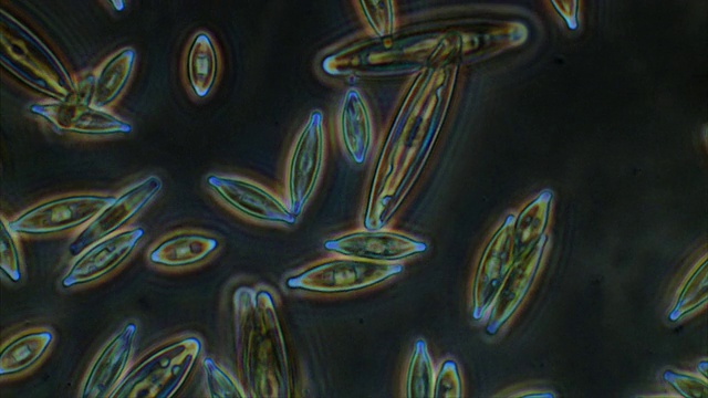 ECU拍摄的硅藻缓慢移动形成藻类席(绿藻)/纽卡斯尔埃姆林，Ceredigion，英国视频下载