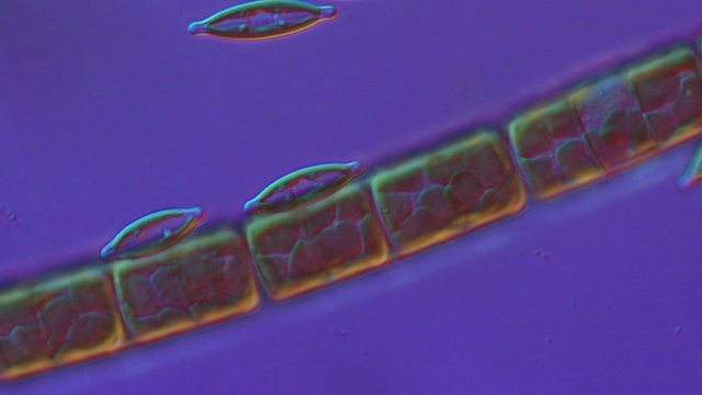 ECU拍摄的硅藻缓慢移动形成藻类席(绿藻)/纽卡斯尔埃姆林，Ceredigion，英国视频下载