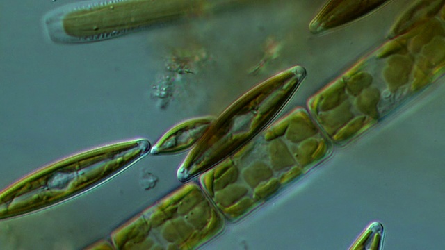 ECU PAN拍摄的硅藻缓慢移动形成藻类席(绿藻)/纽卡斯尔埃姆林，Ceredigion，英国视频下载
