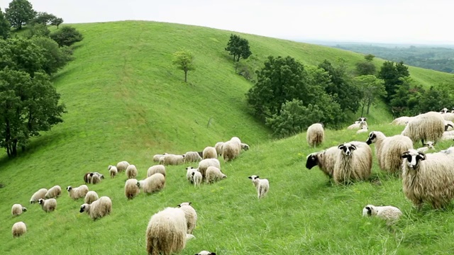绵羊从山上跑下来视频素材