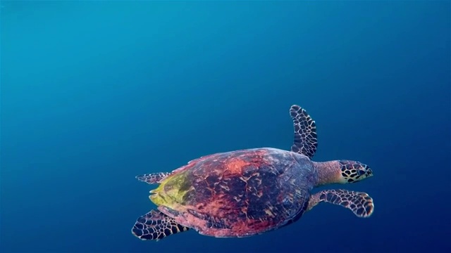玳瑁海龟在深蓝色上游泳视频下载