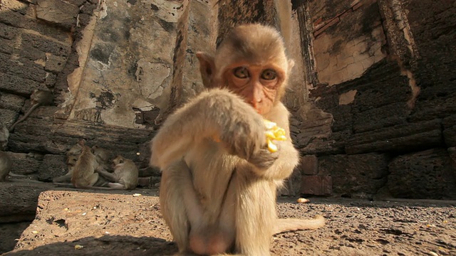 泰国华富里，泰国寺庙里的小猴子在吃水果。视频素材