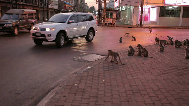 黄昏时分，一只猴子在泰国华富里城横冲直撞视频下载