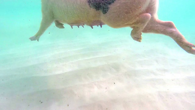 巴哈马的游泳猪视频下载