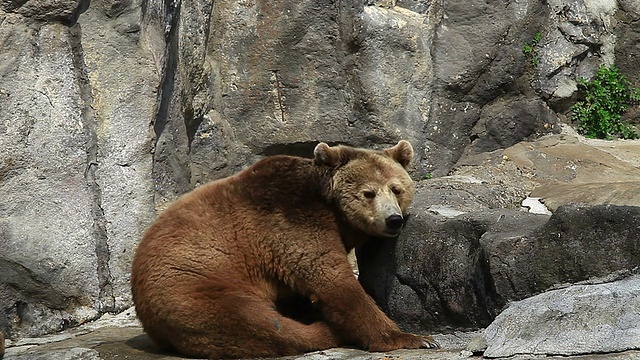 首尔大公园的棕熊视频下载
