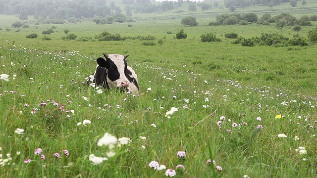牛在草地上休息视频下载