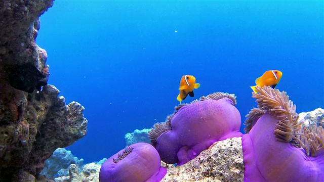 马尔代夫海葵鱼在一个海葵在马尔代夫视频素材