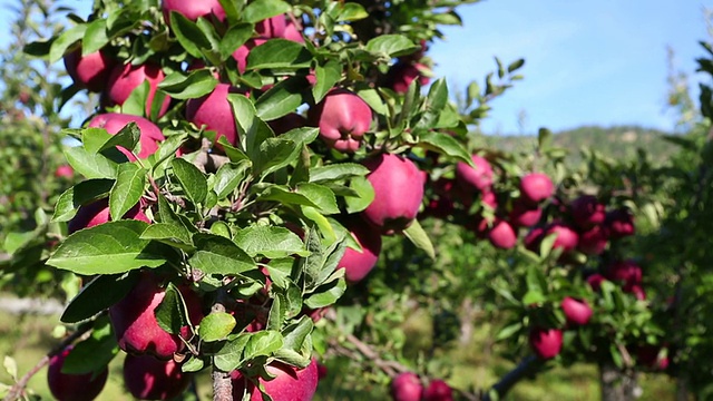 红香苹果园视频素材