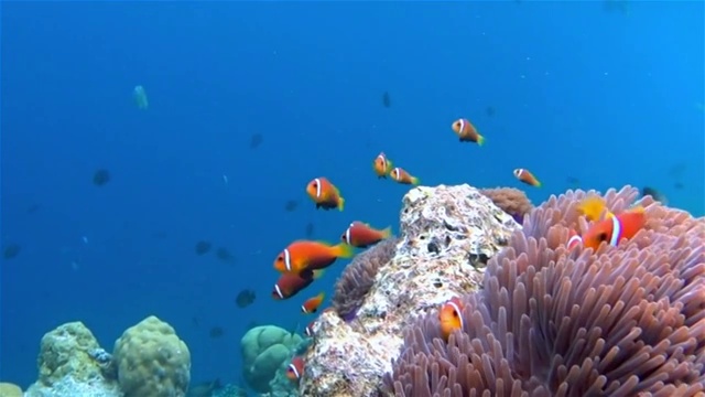 马尔代夫海葵中的海葵鱼视频下载