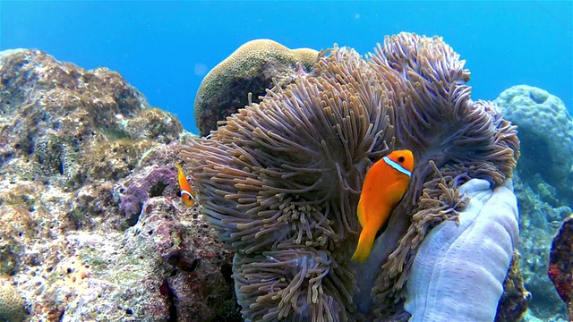 海葵中的马尔代夫小丑鱼视频素材