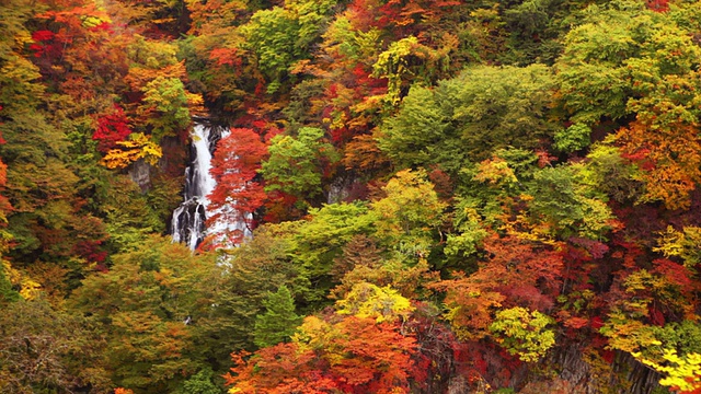 秋天，日本日光市附近的麒麟瀑布视频下载